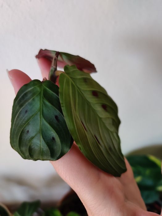 Corte de Maranta black