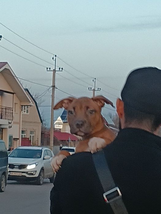 Продам девочку 5 месяцев стаф