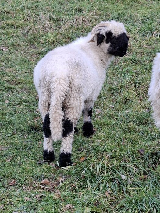 Baran rasy walizerskiej/waliserskiej