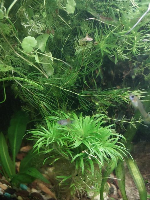 Mlode rybki zmienniak plamisty