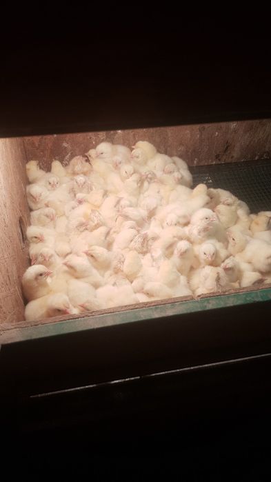 Бройлер суточный Венгрия