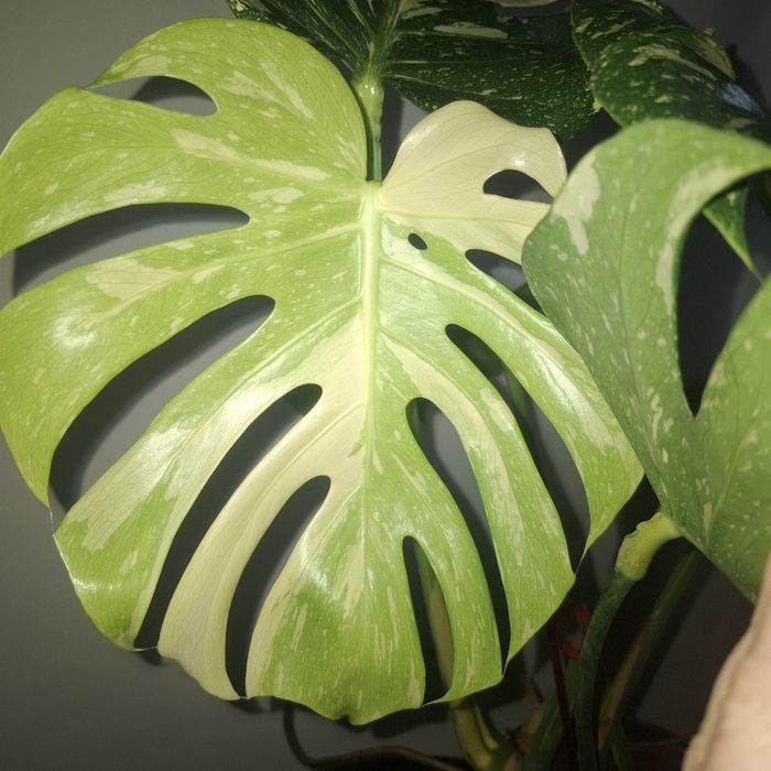 Монстера Тайське сузір'я