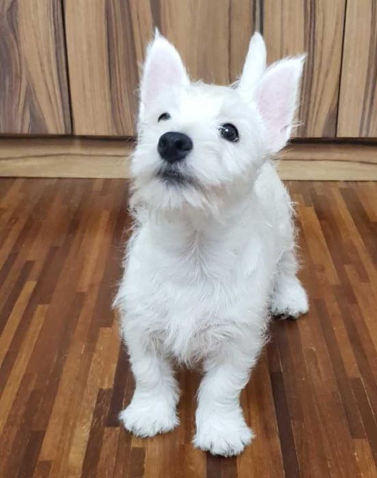 suczka West Highland White Terrier z metryką ZKWP po  Championie