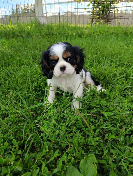 Cavalier king charles spaniel-  piesek