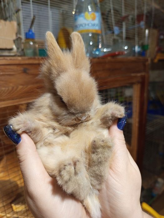 Милый маленький крольчонок