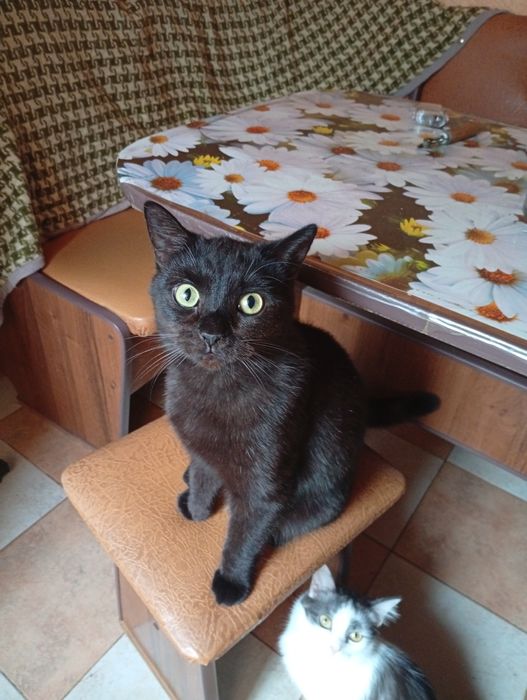 Віддам в добрі руки