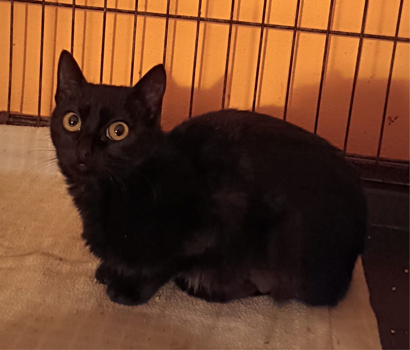 2 Gatas pretas Juvenis para Adoção!