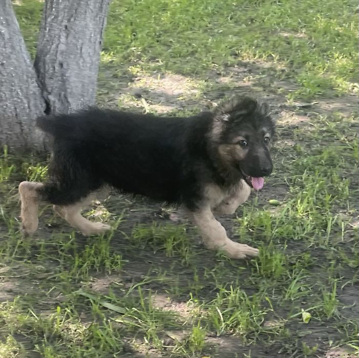 Щенки немецкой овчарки