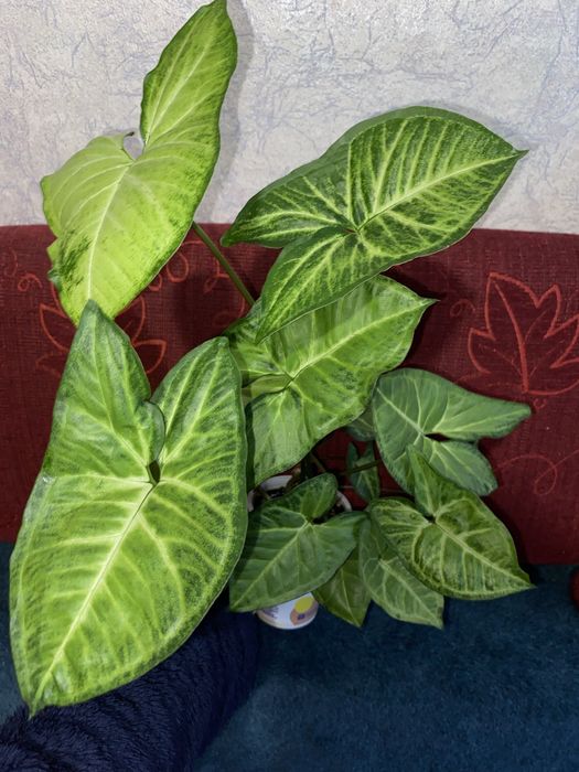 Ліана кімнатний вазон