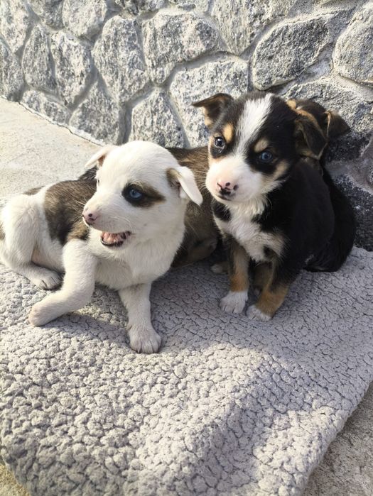 Віддам собачок Гайсин