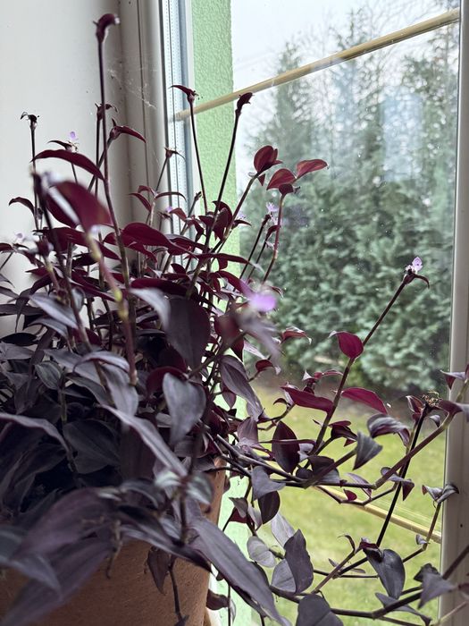 Традесканція пурпурова