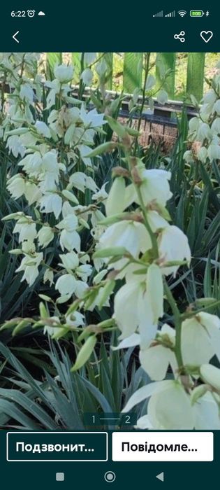 Юка вічно зелена квітка