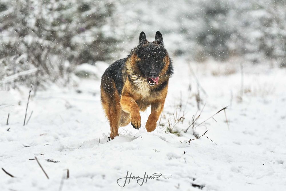 Czeka na Ciebie pies