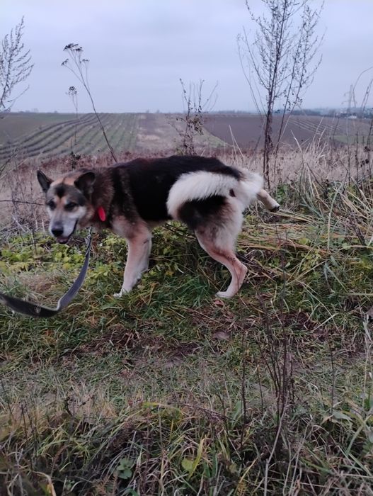 Kochany Ares prosi o własny dom