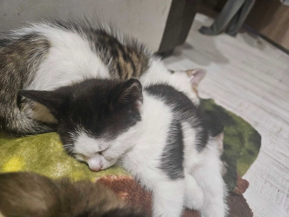 Oddam kotki w dobre rece!