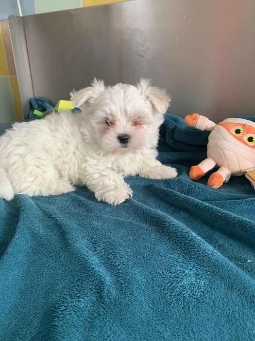 Bichon maltês menino