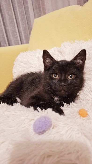 Bingo uroczy 12 tygodniowy kociak