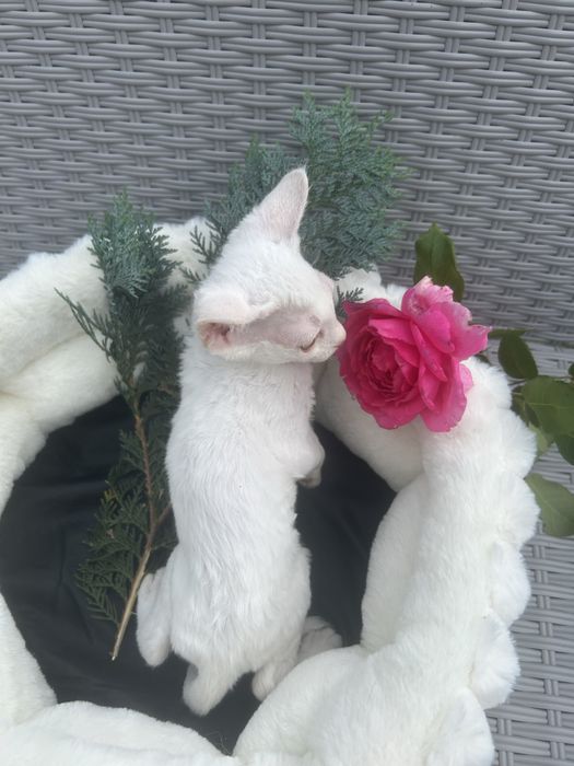 Slodki kocurek Devon Rex