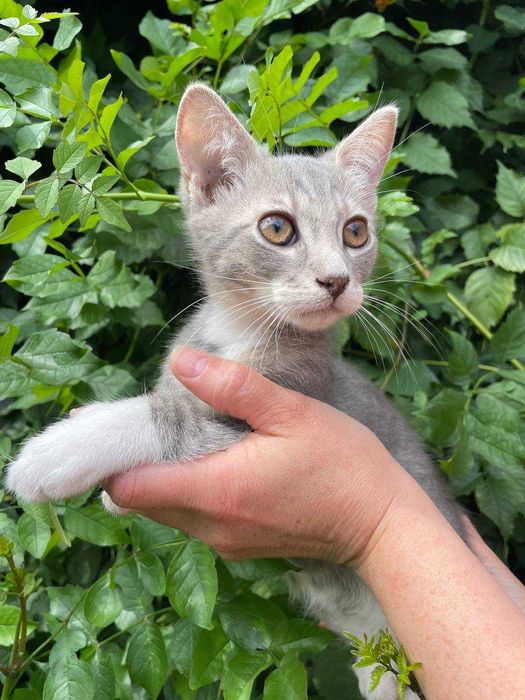 Кошеня, 3 місяці, хлопчик.