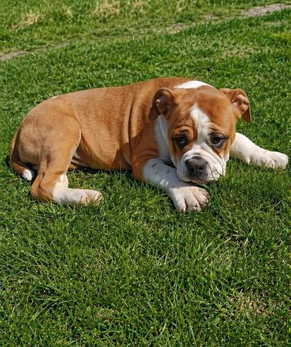 Buldog, buldog Kontynentalny