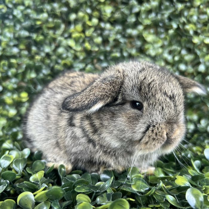 Mini lop/Metryka/maluchy