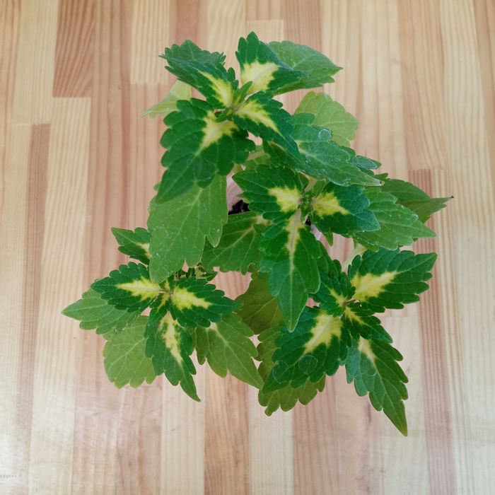 Бальзамин махровый, комнатное