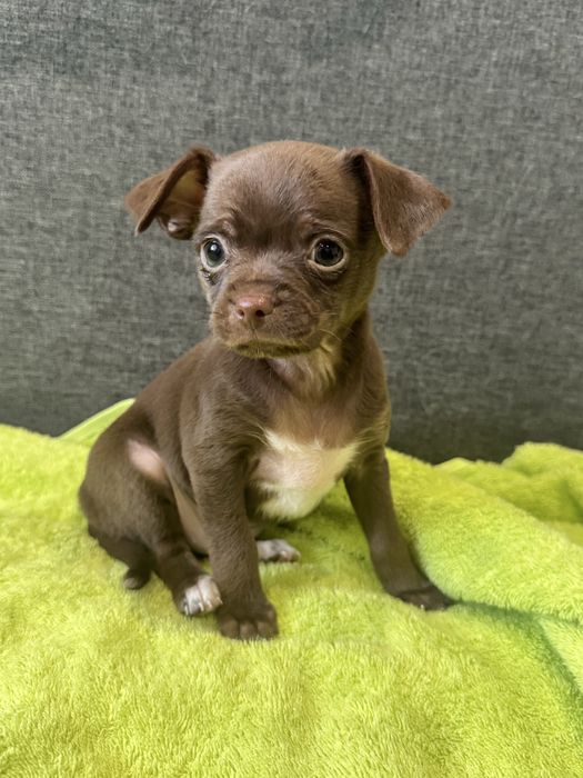 Цуцентя той-тер’єр