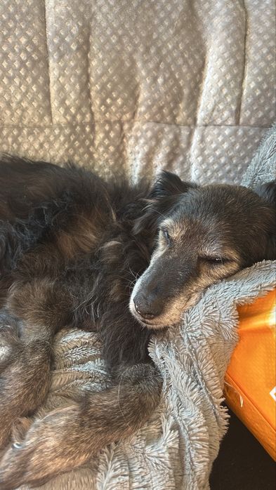 Petsitting e Passeio de cães