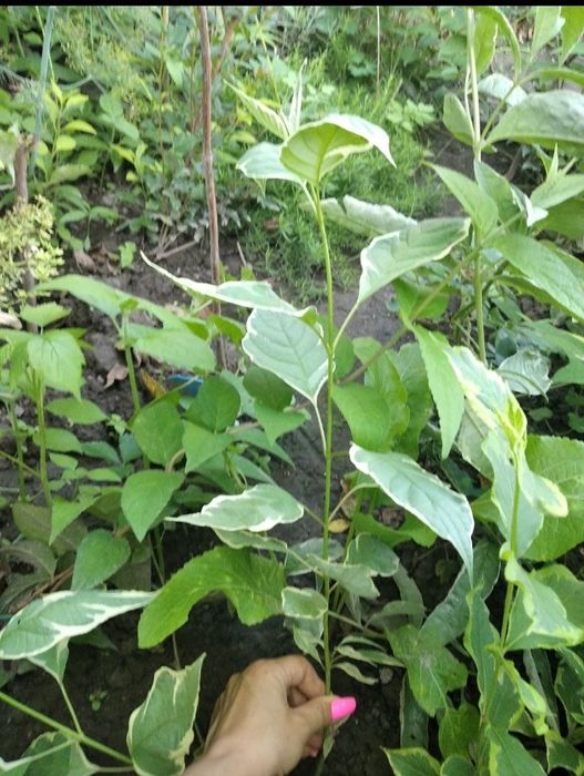 Дерен елегантісіма