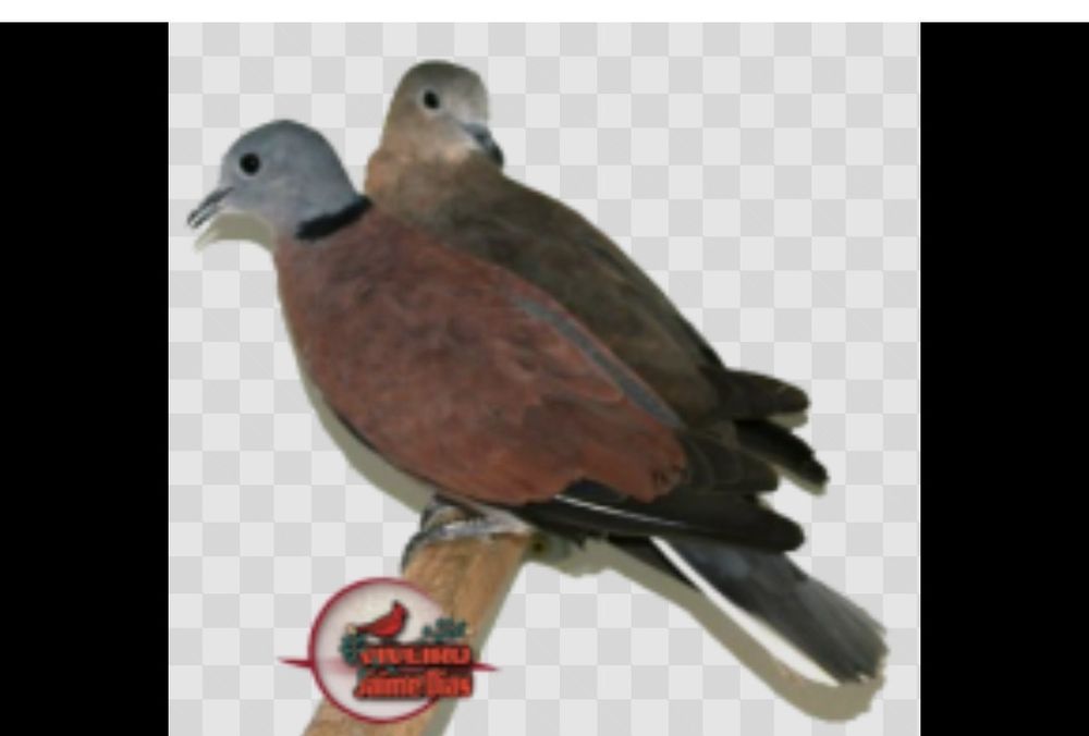 Casal Rolas do Brasil