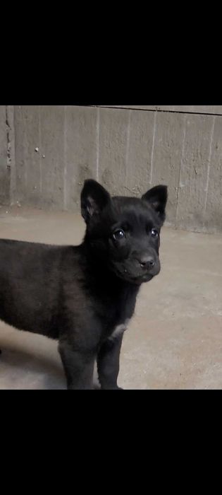 Owczak Belgijski Malinois czarny suczka