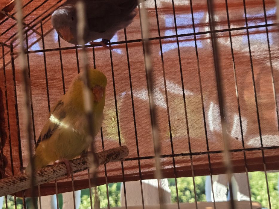 Casal de forpus  para venda