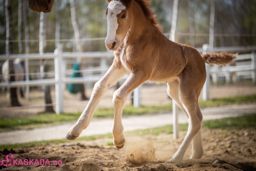 Likwidacja stada koni Gypsy Cob | nie tinker