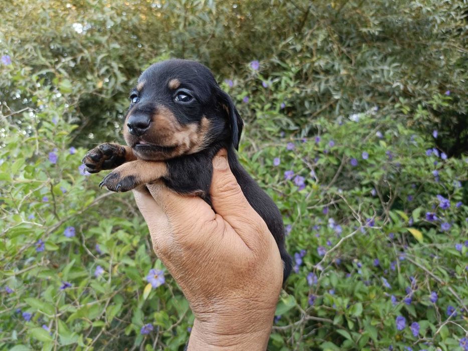 Teckel  macho mini preto afogueado