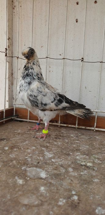 Gołebie ozdobne szek polski staluchy masciuchy