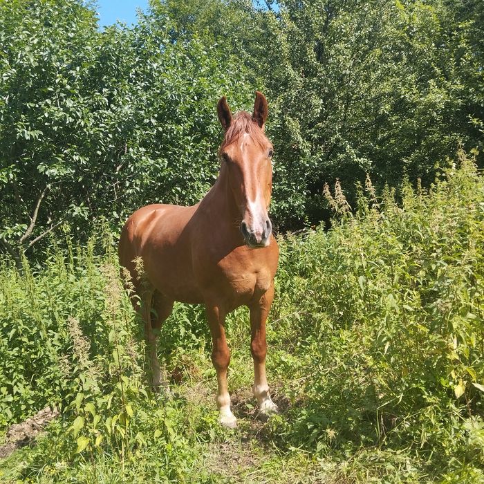 Продам добру кобилу