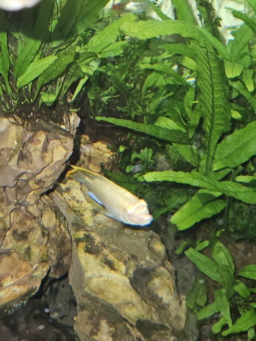 Barwniak czerwonobrzuchy albinos