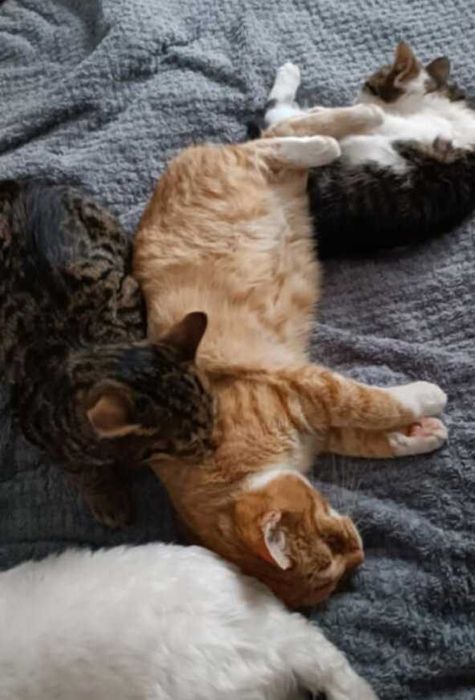 Kotka Maja szuka kochającego domu