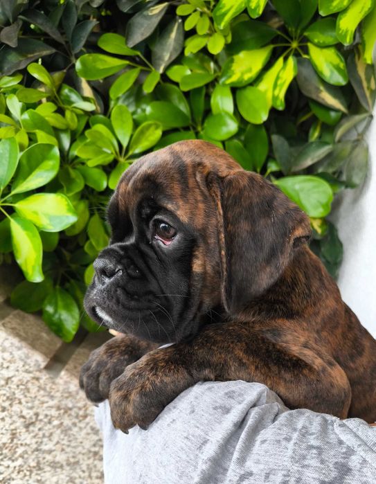 Disponível Macho Boxer