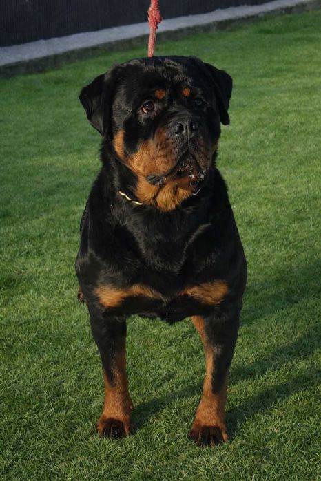 Suczka Rottweiler FCI ZKwP