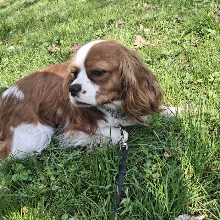 Cavalier  king  charles spaniel suczka 2 lata