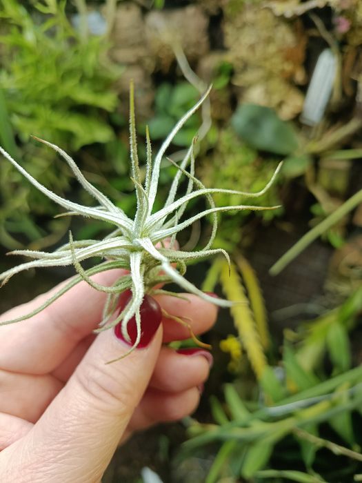 Атмосферна тілландсія