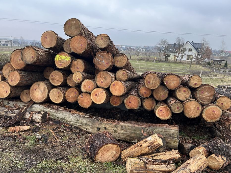 Modrzew tartaczny  dłużyca i kłoda