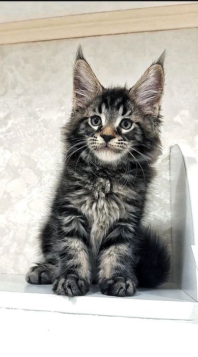 великий мейн-кун хлопчик — майбутній гігант