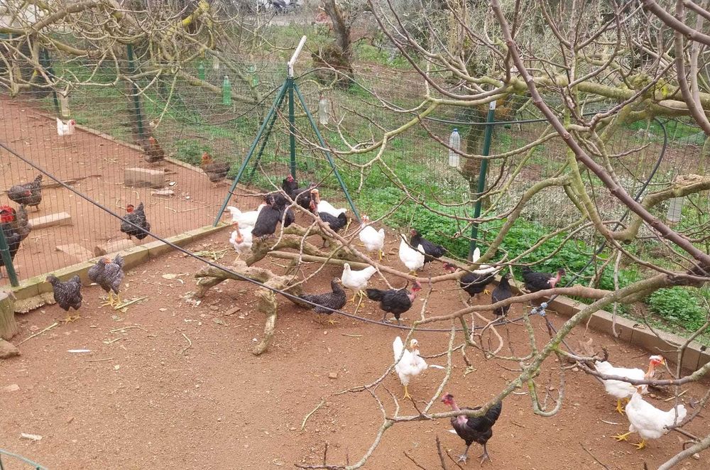 Galinhas de raças autóctones