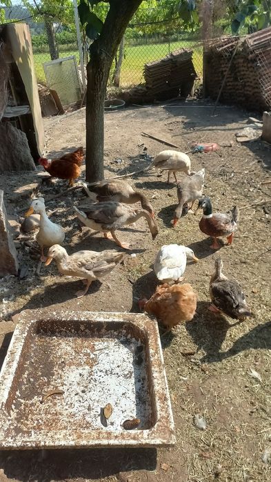 Vendo  Gansos e  patos