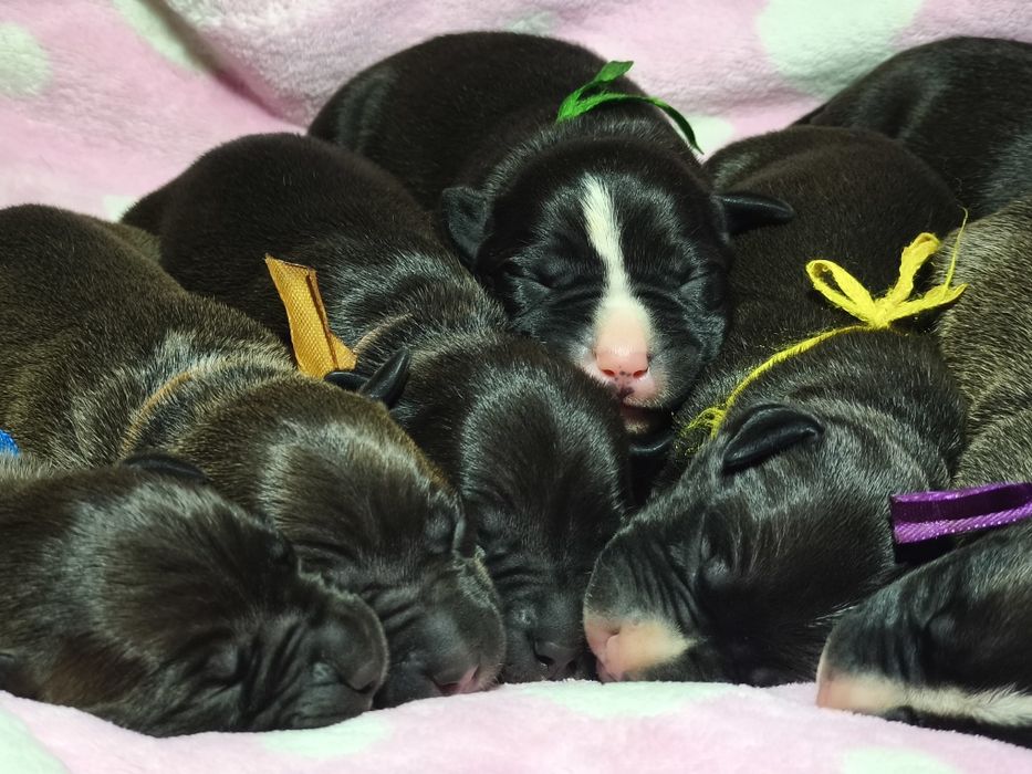 Чудові цуценята Американського пітбультер'єра.Пітбуль.