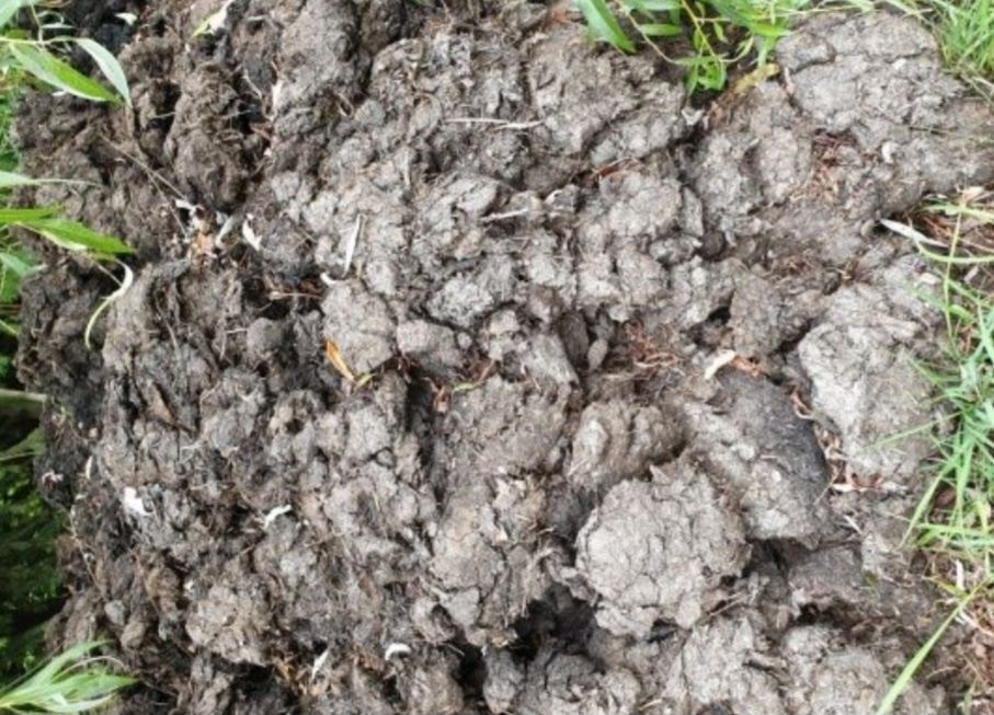 Ziemia ogrodowa, obornik koński