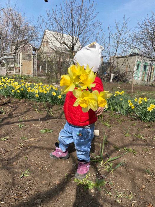 Луковицы крупных нарциссов