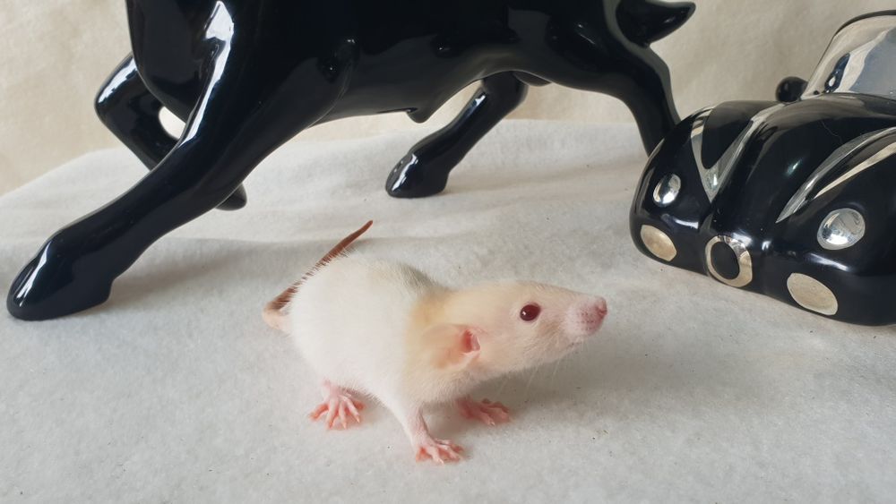 Szczur szczury szurki cudowne maluchy Dowóz do wielu miast w Polsce